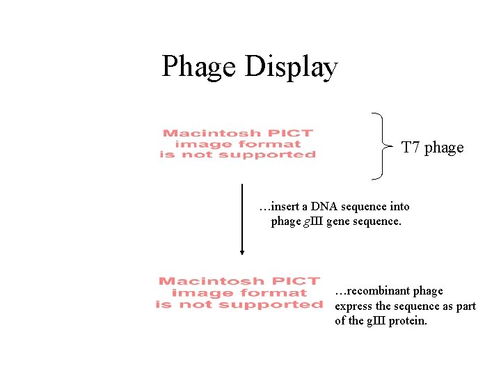 Phage Display T 7 phage …insert a DNA sequence into phage g. III gene