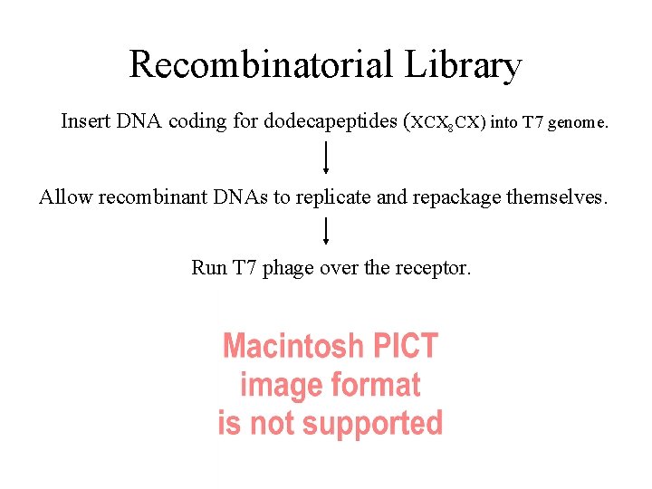 Recombinatorial Library Insert DNA coding for dodecapeptides (XCX 8 CX) into T 7 genome.