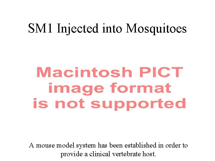 SM 1 Injected into Mosquitoes A mouse model system has been established in order