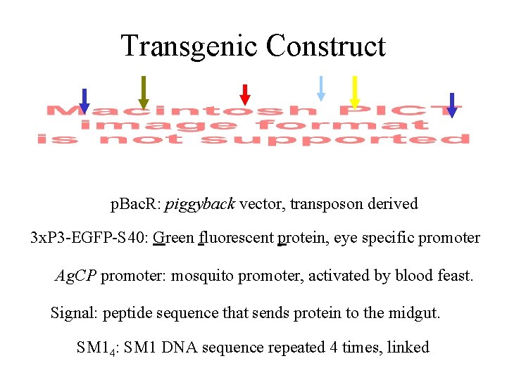 Transgenic Construct p. Bac. R: piggyback vector, transposon derived 3 x. P 3 -EGFP-S