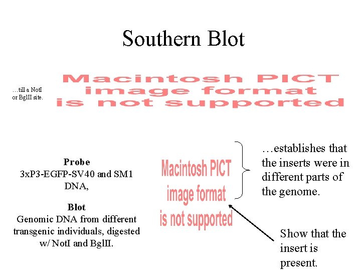 Southern Blot …till a Not. I or Bgl. II site. Probe 3 x. P