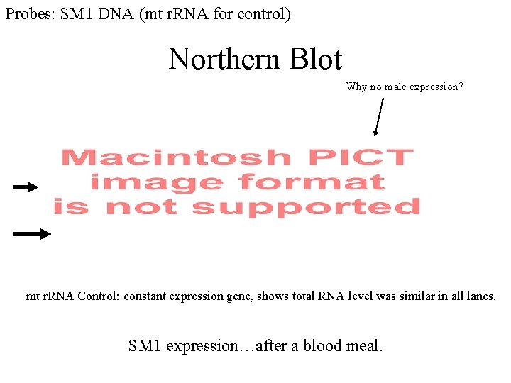 Probes: SM 1 DNA (mt r. RNA for control) Northern Blot Why no male