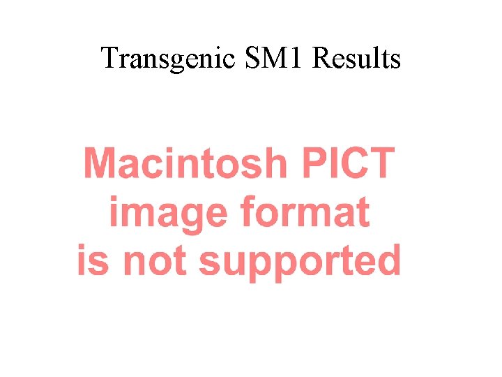 Transgenic SM 1 Results 