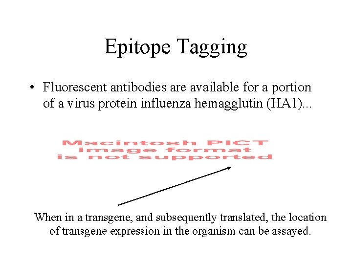 Epitope Tagging • Fluorescent antibodies are available for a portion of a virus protein