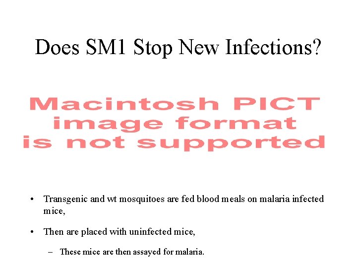 Does SM 1 Stop New Infections? • Transgenic and wt mosquitoes are fed blood