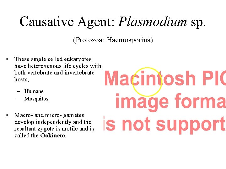 Causative Agent: Plasmodium sp. (Protozoa: Haemosporina) • These single celled eukaryotes have heteroxenous life