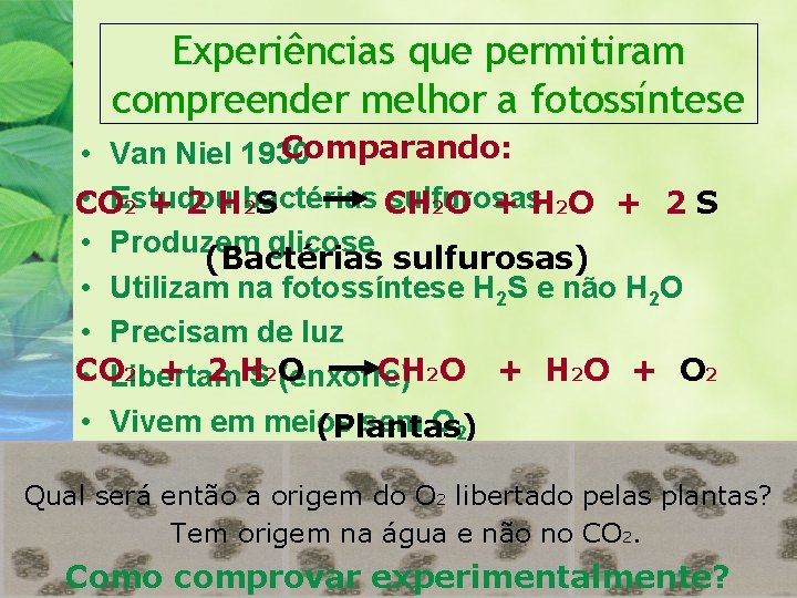 Experiências que permitiram compreender melhor a fotossíntese Comparando: • Van Niel 1930 • Estudou