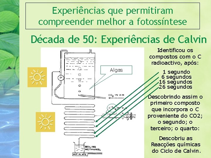 Experiências que permitiram compreender melhor a fotossíntese Década de 50: Experiências de Calvin Identificou