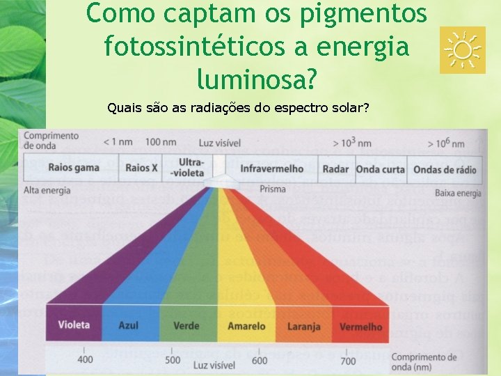 Como captam os pigmentos fotossintéticos a energia luminosa? Quais são as radiações do espectro