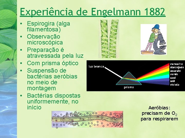 Experiência de Engelmann 1882 • Espirogira (alga filamentosa) • Observação microscópica • Preparação é