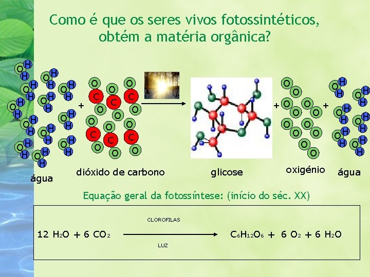 Como é que os seres vivos fotossintéticos, obtém a matéria orgânica? OH H OH