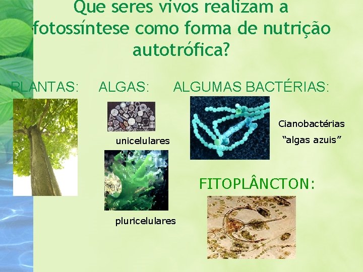 Que seres vivos realizam a fotossíntese como forma de nutrição autotrófica? PLANTAS: ALGUMAS BACTÉRIAS: