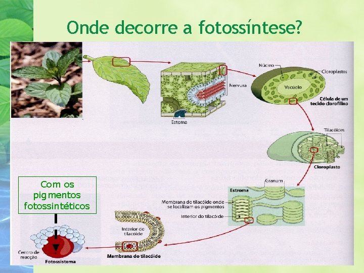 Onde decorre a fotossíntese? Com os pigmentos fotossintéticos 