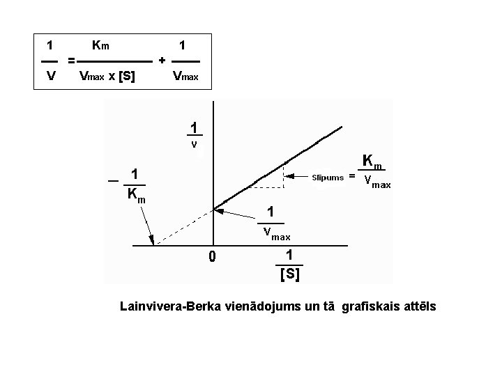 1 Km 1 = V + Vmax x [S] Vmax Lainvivera-Berka vienādojums un tā