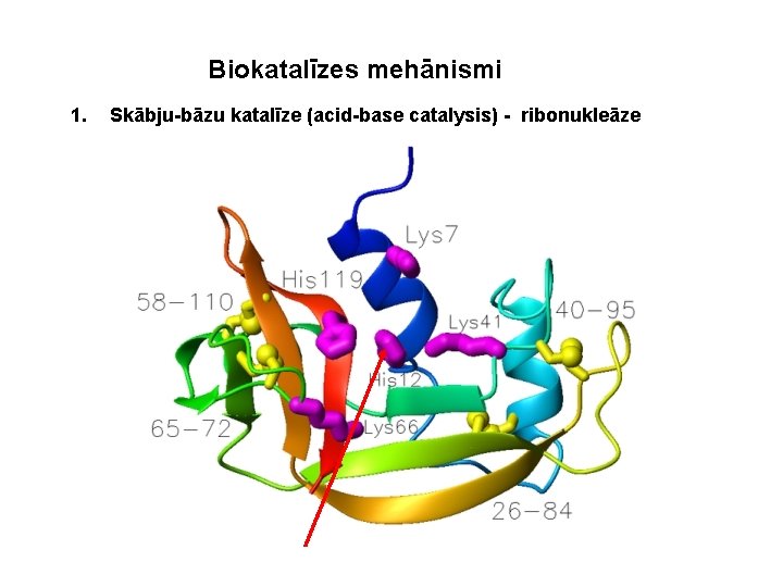 Biokatalīzes mehānismi 1. Skābju-bāzu katalīze (acid-base catalysis) - ribonukleāze 