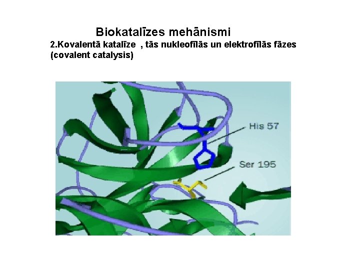 Biokatalīzes mehānismi 2. Kovalentā katalīze , tās nukleofīlās un elektrofīlās fāzes (covalent catalysis) 