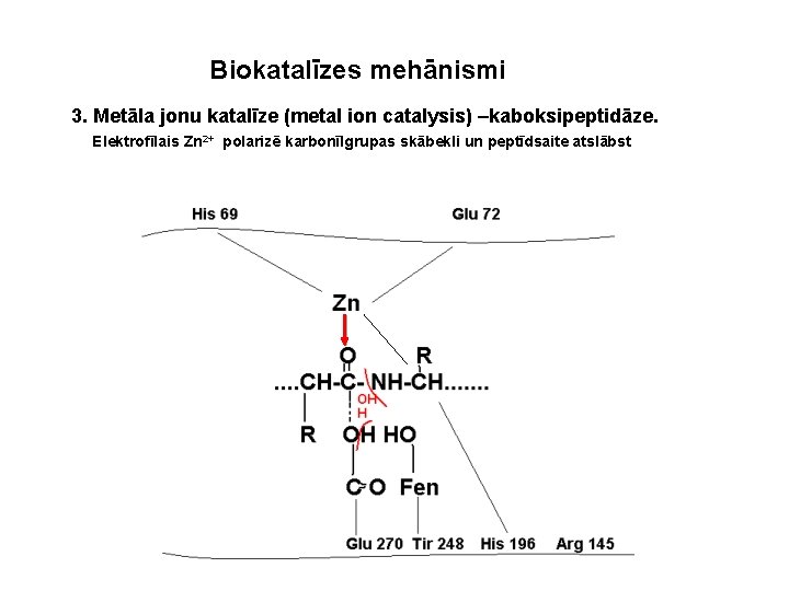 Biokatalīzes mehānismi 3. Metāla jonu katalīze (metal ion catalysis) –kaboksipeptidāze. Elektrofīlais Zn 2+ polarizē