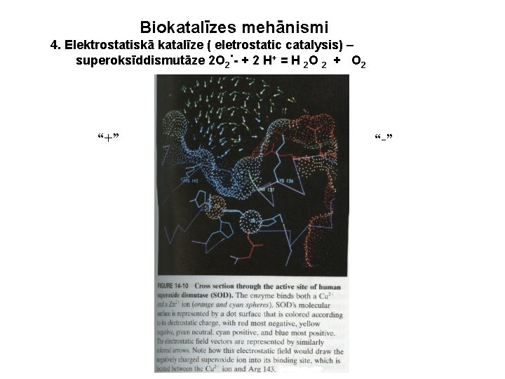 Biokatalīzes mehānismi 4. Elektrostatiskā katalīze ( eletrostatic catalysis) –. superoksīddismutāze 2 O 2 -