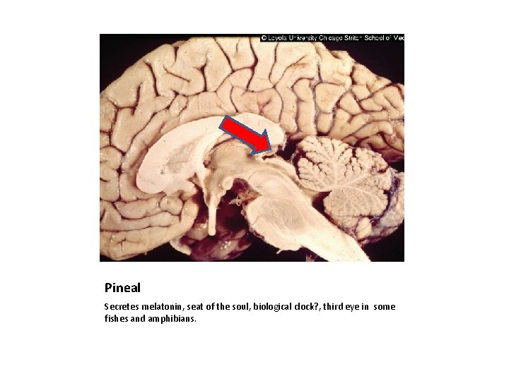 Pineal Secretes melatonin, seat of the soul, biological clock? , third eye in some