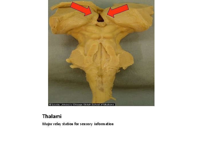 Thalami Major relay station for sensory information 