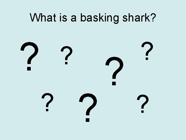 What is a basking shark? ? ? ? 