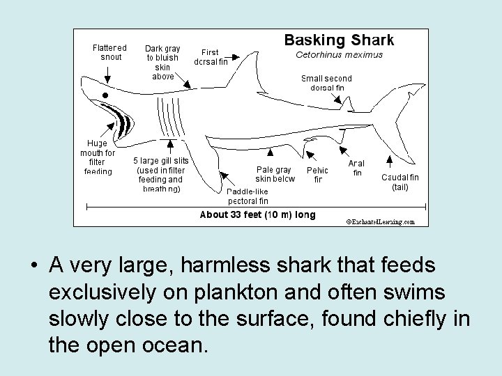  • A very large, harmless shark that feeds exclusively on plankton and often