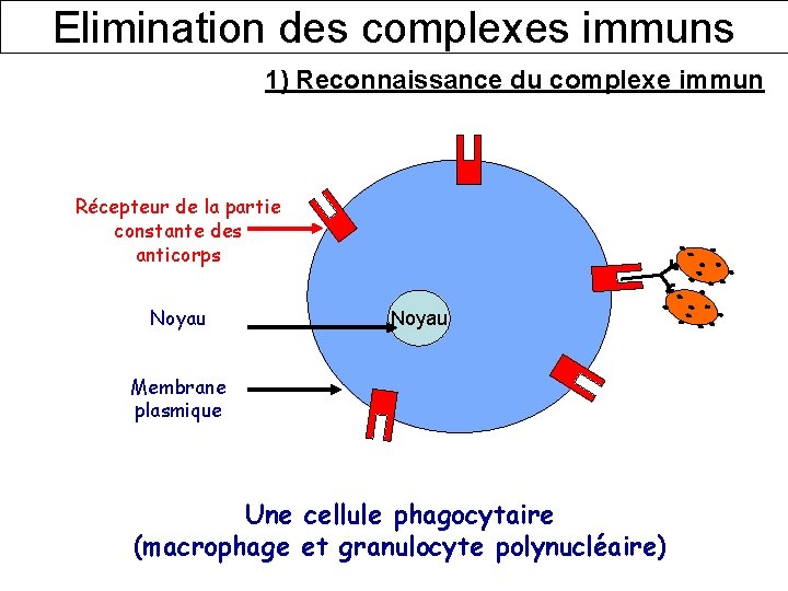 Elimination des complexes immuns 1) Reconnaissance du complexe immun Récepteur de la partie constante