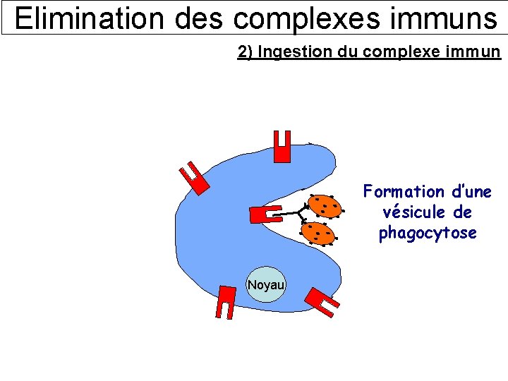 Elimination des complexes immuns 2) Ingestion du complexe immun Formation d’une vésicule de phagocytose