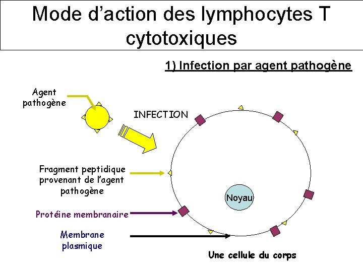 Mode d’action des lymphocytes T cytotoxiques 1) Infection par agent pathogène Agent pathogène Fragment