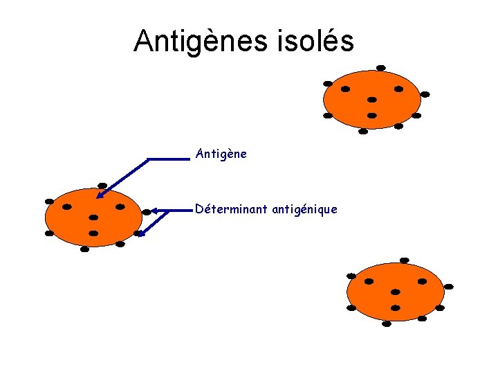Antigènes isolés Antigène Déterminant antigénique 