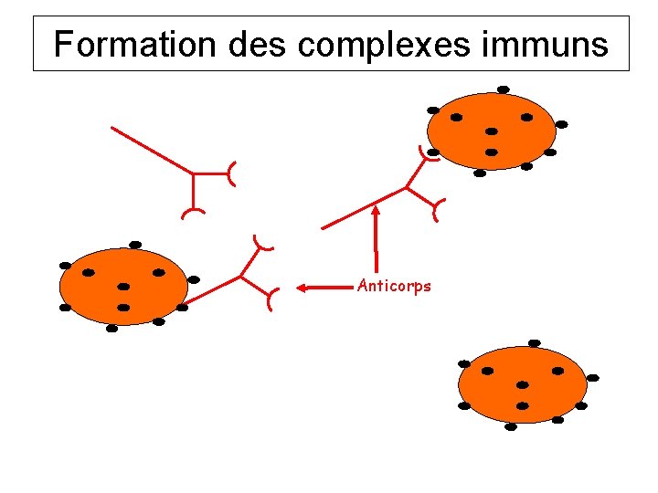 Formation des complexes immuns Anticorps 