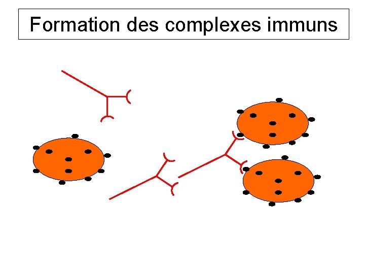 Formation des complexes immuns 
