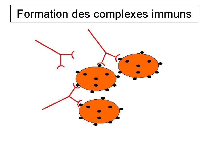 Formation des complexes immuns 