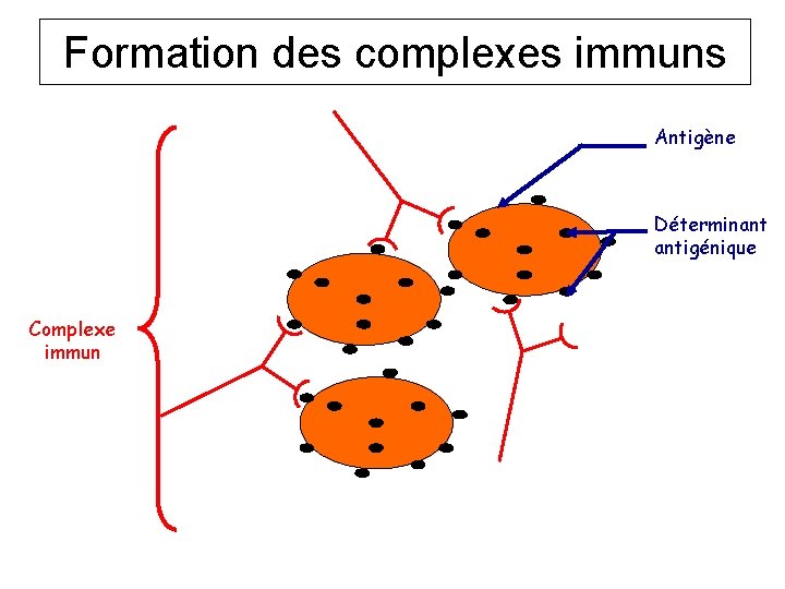 Formation des complexes immuns Antigène Déterminant antigénique Complexe immun 
