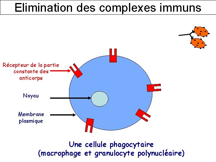 Elimination des complexes immuns Récepteur de la partie constante des anticorps Noyau Membrane plasmique