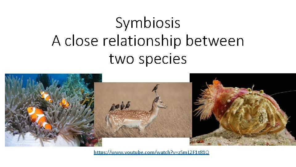 Symbiosis A close relationship between two species https: //www. youtube. com/watch? v=z. Sm. L