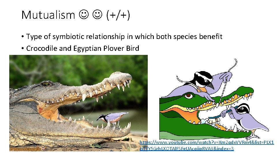 Mutualism (+/+) • Type of symbiotic relationship in which both species benefit • Crocodile