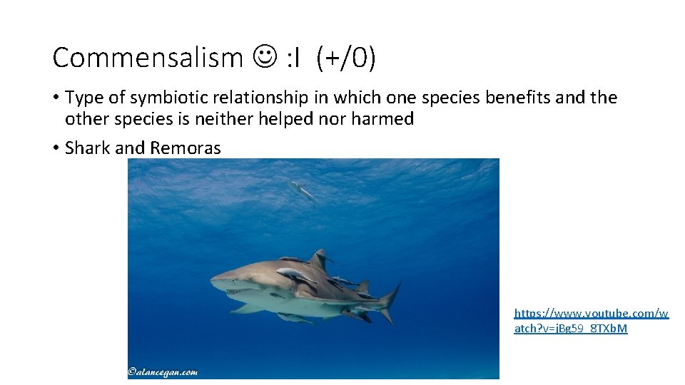 Commensalism : I (+/0) • Type of symbiotic relationship in which one species benefits