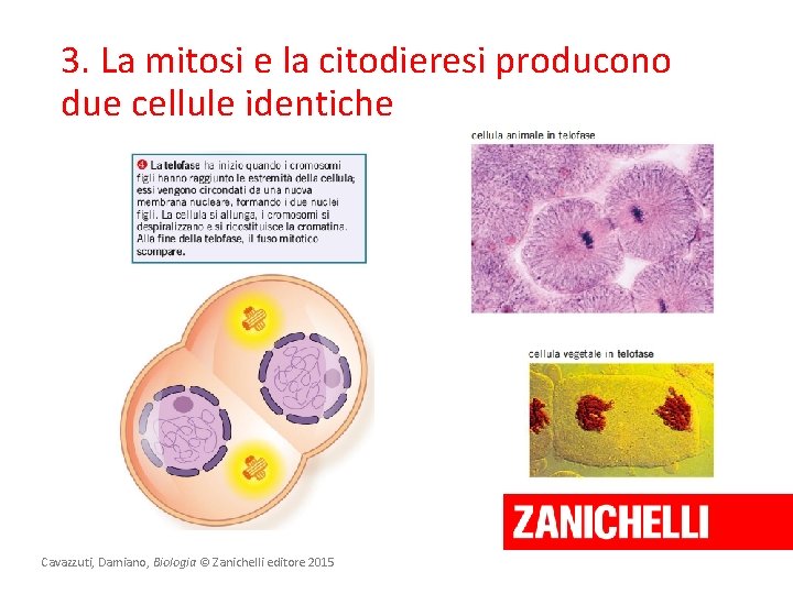 3. La mitosi e la citodieresi producono due cellule identiche Cavazzuti, Damiano, Biologia ©