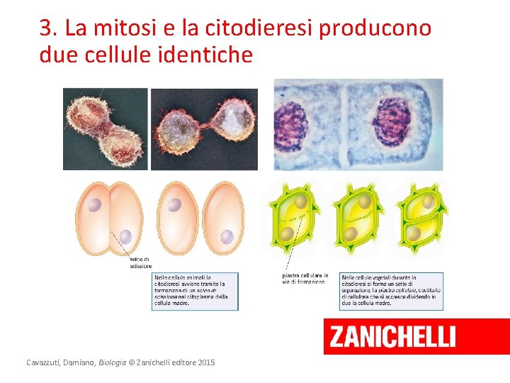 3. La mitosi e la citodieresi producono due cellule identiche Cavazzuti, Damiano, Biologia ©