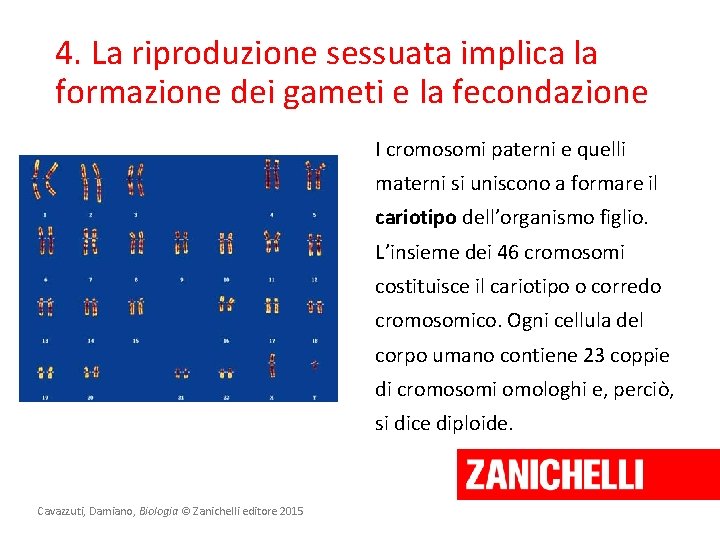 4. La riproduzione sessuata implica la formazione dei gameti e la fecondazione I cromosomi