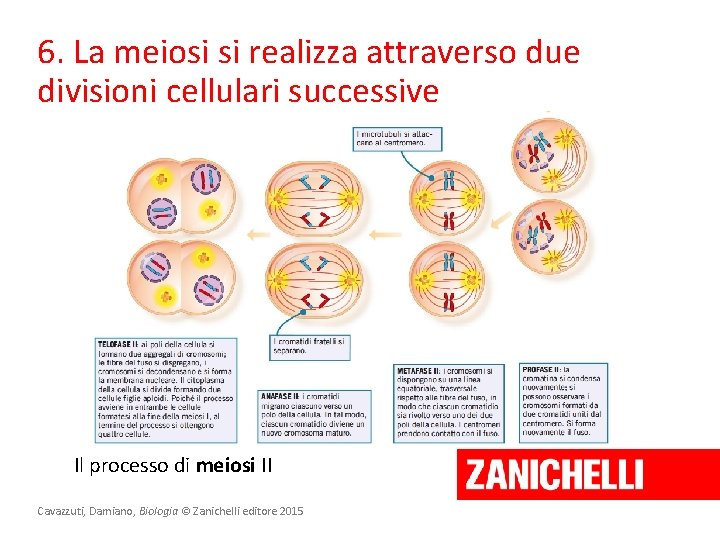 6. La meiosi si realizza attraverso due divisioni cellulari successive Il processo di meiosi