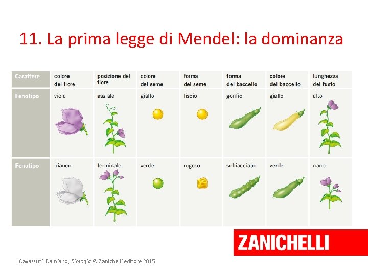 11. La prima legge di Mendel: la dominanza Cavazzuti, Damiano, Biologia © Zanichelli editore