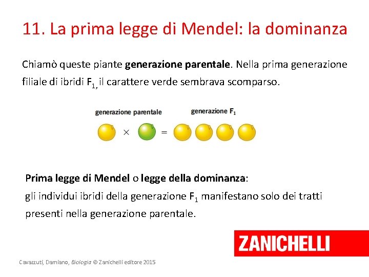 11. La prima legge di Mendel: la dominanza Chiamò queste piante generazione parentale. Nella