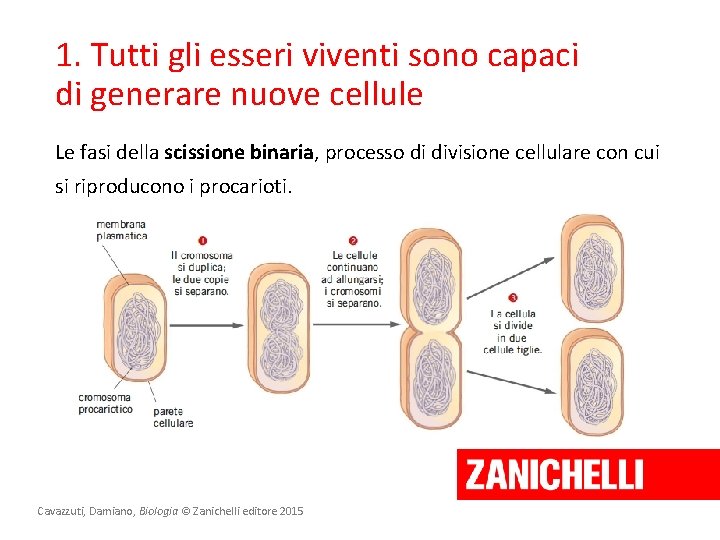 1. Tutti gli esseri viventi sono capaci di generare nuove cellule Le fasi della