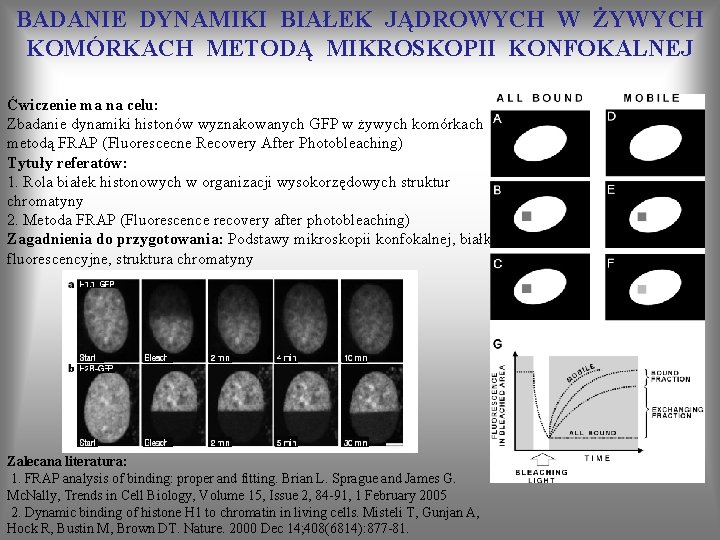 BADANIE DYNAMIKI BIAŁEK JĄDROWYCH W ŻYWYCH KOMÓRKACH METODĄ MIKROSKOPII KONFOKALNEJ Ćwiczenie ma na celu: