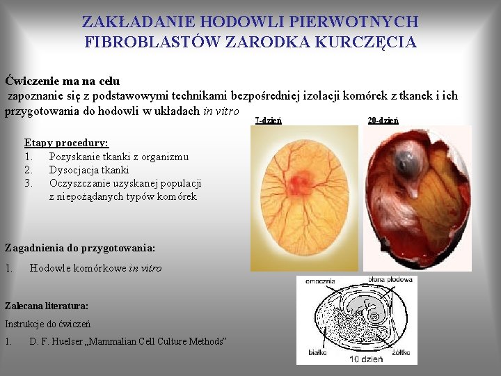 ZAKŁADANIE HODOWLI PIERWOTNYCH FIBROBLASTÓW ZARODKA KURCZĘCIA Ćwiczenie ma na celu zapoznanie się z podstawowymi