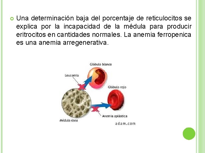  Una determinación baja del porcentaje de reticulocitos se explica por la incapacidad de