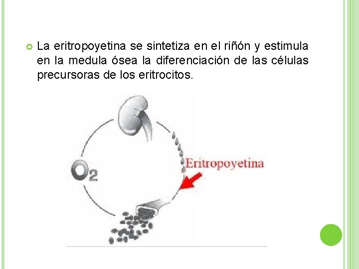  La eritropoyetina se sintetiza en el riñón y estimula en la medula ósea