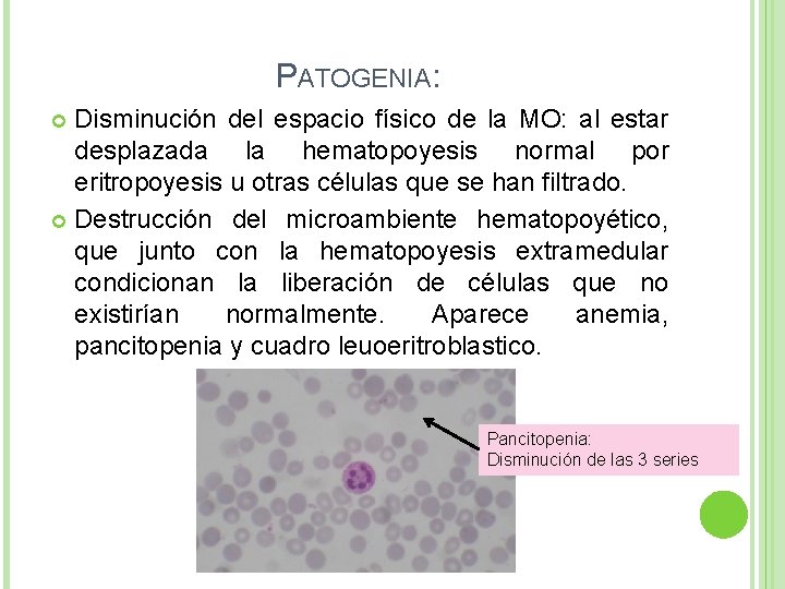 PATOGENIA: Disminución del espacio físico de la MO: al estar desplazada la hematopoyesis normal